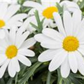 Argyranthemum frutescens, weiß