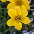 Bidens ferulifolia 'Golden Sun'(s)