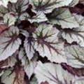 Begonia 'Beleaf'®