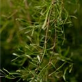 Caragana arborescens