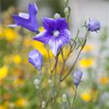 Campanula persicifolia