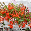 Begonia boliviensis