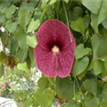 Aristolochia elegans