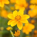 Bidens ferulifolia 'Yellow Charm'