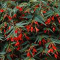 Begonia boliviensis 'Bonfire'