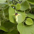 Aristolochia tomentosa