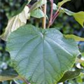 Actinidia chinensis 'Atlas'