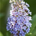 Buddleja BUZZ™