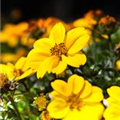 Bidens 'Rockstar'