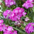 Armeria maritima