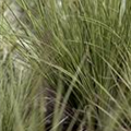 Carex brunnea 'Jenneke'