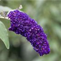 Buddleja davidii 'Black Knight'