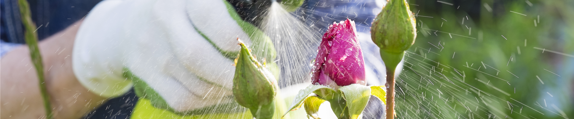 Garten Pflege Pflanzen Spritzen