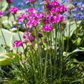 Armeria maritima 'Rosea'