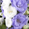 Campanula portenschlagiana 'Bali'