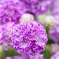 Armeria pseudarmeria 'Ballerina'