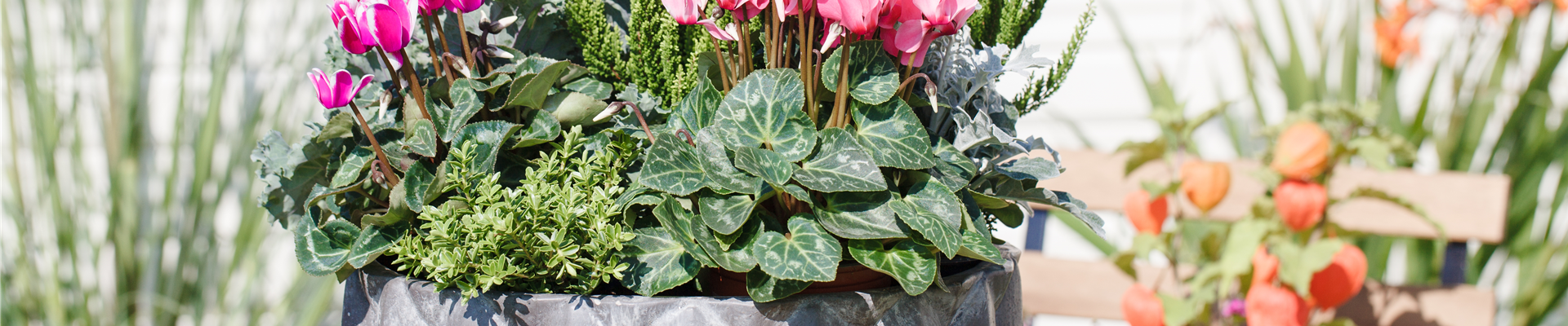 Cyclamen persicum 'Out-Land'