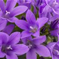 Campanula portenschlagiana 'Blue Royal'