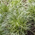 Carex morrowii