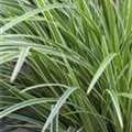 Carex morrowii ssp. foliosissima 'Icedance'