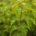 Acer ginnala