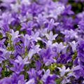 Campanula portenschlagiana 'Get Mee'®