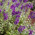 Angelonia angustifolia