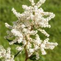 Astilbe japonica 'Avalanche'