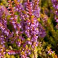 Calluna vulgaris 'Boskoop'