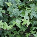 Hedera helix 'Woerner'