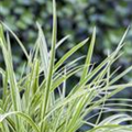 Carex morrowii 'Goldband'