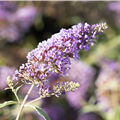 Buddleja davidii BUZZ™ 'Midnight'