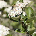 Aronia x prunifolia 'Nero'