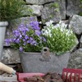 Campanula portenschlagiana 'White Get Mee'®