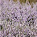 Calluna vulgaris 'County Wicklow'