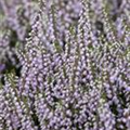 Calluna vulgaris 'Tib'