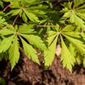 Acer japonicum 'Aconitifolium'