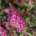 Buddleja davidii BUZZ™ 'Velvet'(s)