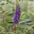 Buddleja davidii 'Empire Blue'