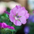 Anisodontea 'Elegans Princess'(s)