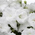 Campanula portenschlagiana 'White Wonder'®