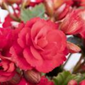 Begonia elatior 'Grace'®