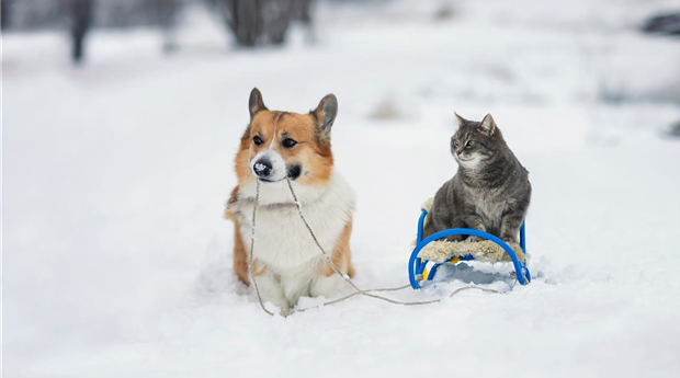 Hund mit Katze 5.jpg