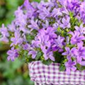 Campanula poscharskyana