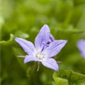 Campanula poscharskyana, blau