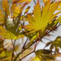 Acer palmatum