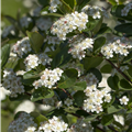 Aronia x prunifolia 'Viking'