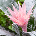 Aechmea fasciata 'Primera'