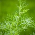 Artemisia abrotanum var. maritima