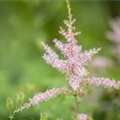 Astilbe simplicifolia 'Hennie Graafland'